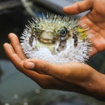 9 415552-ryba-fugu-2122×1415
