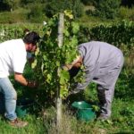 12 VENDANGES_2010_vendangeurs