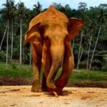 Sri Lanka_ronsaunders47_2_visualhunt.com