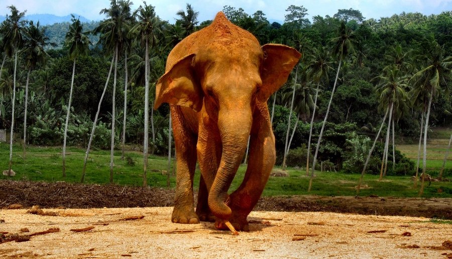 Sri Lanka_ronsaunders47_2_visualhunt.com dovolenkové destinácie