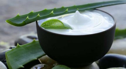 aloe aloe vera