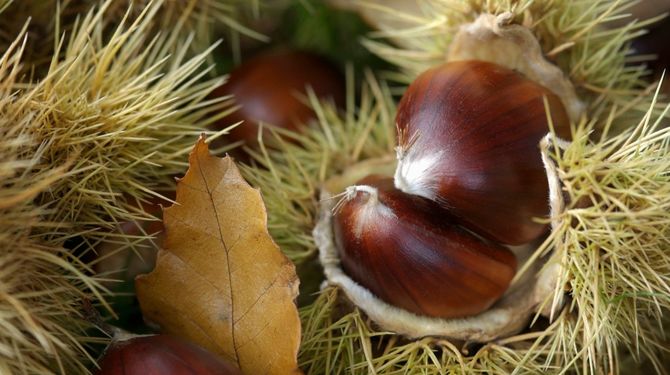 Gaštany voňajú na uliciach a hrejú vo vreckách jedlé gaštany