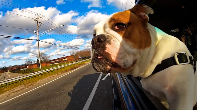 dogs-in-car5 pes v aute