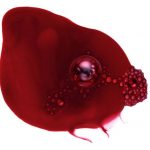 BoldColorWash_Red