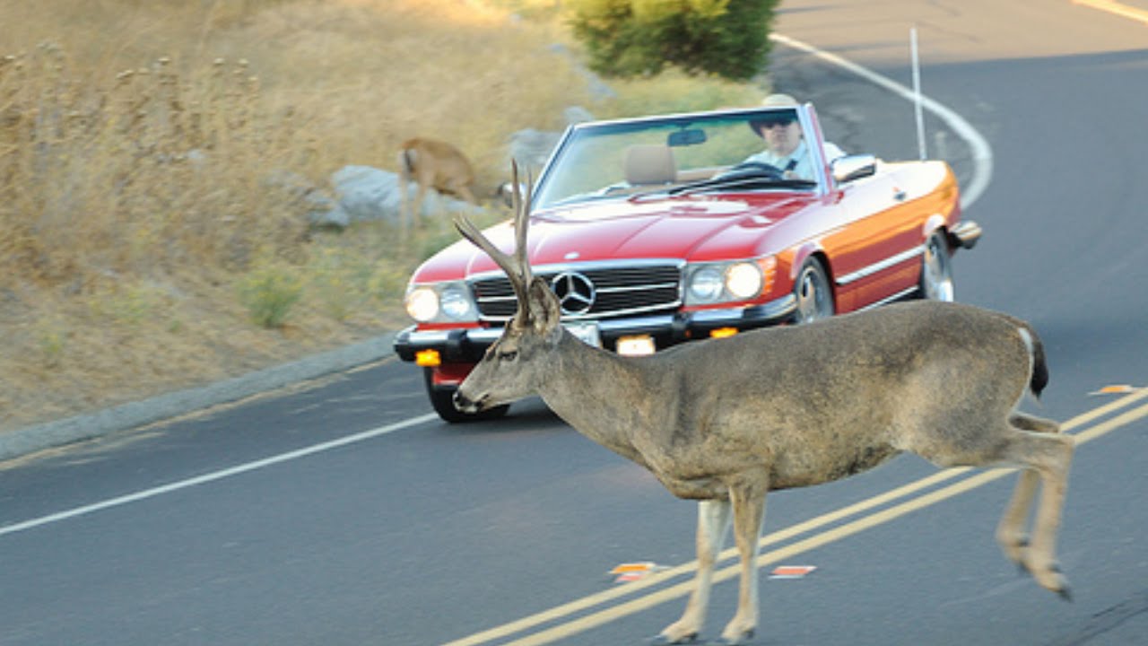 Car-hitting-deer