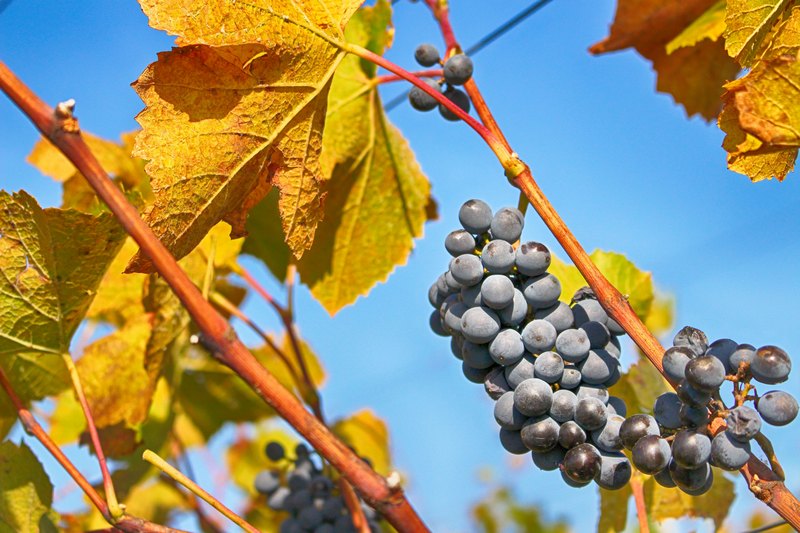 VITIS