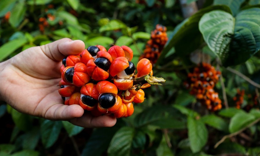 Guarana