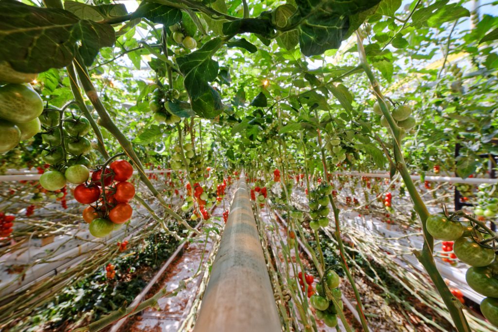 Kvalitné domáce paradajky od slovenských farmárov si môžu celoročne vychutnať zákazníci Tesca. Reťazec od novembra minulého roka spustil spoluprácu so spoločnosťou Paradajkovo z Bratislavy, ktorá dodáva do predajní Tesco tie najlepšie slovenské cherry paradajky.