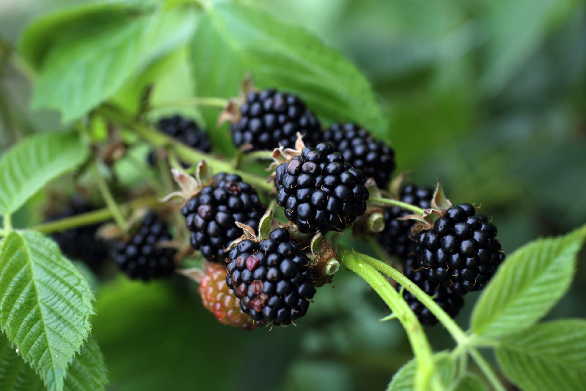 Growing blackberries