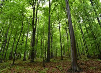 Online komunikáciou zachránili klienti Allianz – SP stovky stromov