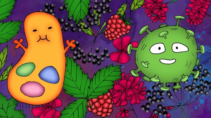 ilustracne foto_baza_muskat_malina_bacil a virus