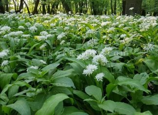 Medvedí cesnak: rastlina, ktorá prečisťuje a lieči