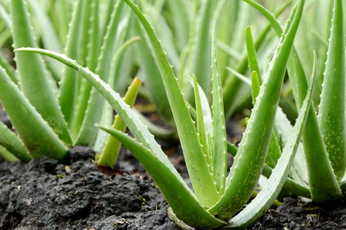 aloe-vera-sandesh