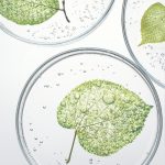 Ilustracka_Annemarie Borlind prirodna ingrediencia_Presseformat_6329(1)