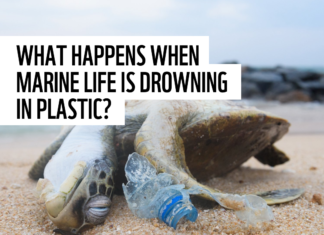 Stredozemné more patrí medzi oblasti najviac znečistené plastami.