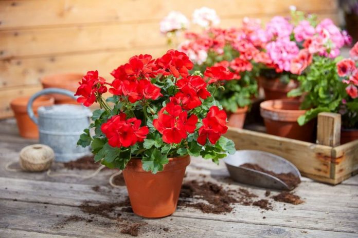 csm_2022_Geraniums_1000_Plant_Joy_08_a00358520e