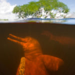 Amazon river dolphin, Rio Negro, Amazonia
