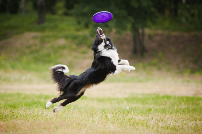 shutterstock_112681412