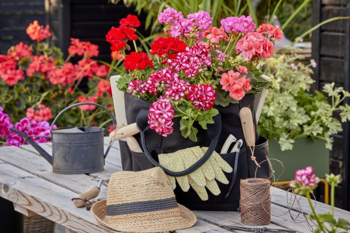 Pelargonium for Europe_2