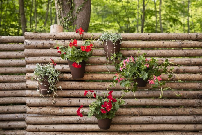 Pelargonium for Europe_1