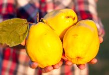 Zachutí na tanieri alebo v pohári. Inšpirujte sa, ako spracovať aromatickú DULU