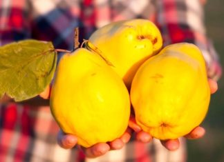 Zachutí na tanieri alebo v pohári. Inšpirujte sa, ako spracovať aromatickú DULU