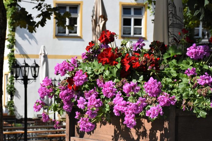 geranium-4325382_1280