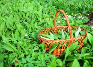 Na západe už rastú MEDVEDIE LISTY! Pesto je OUT…toto sú najzdravšie RECEPTY