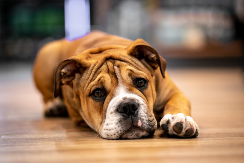 Foto_Super zoo