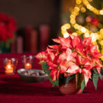 2025_Poinsettia_03000_Traditional_Christmas_Spirit_26