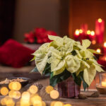 2025_Poinsettia_03000_Traditional_Christmas_Spirit_43
