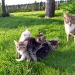 jonasjovaisis-cat-727261