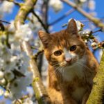 ka_re-cat-5337689