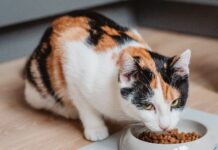 Prieberčivá mačka nemusí byť iba rozmarná, upozorňujú odborníci
