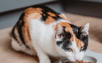 Prieberčivá mačka nemusí byť iba rozmarná, upozorňujú odborníci